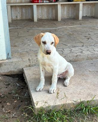 Labrador cucciolp meticcio taglia media