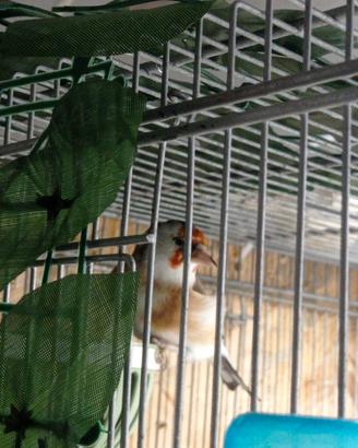 Disponibile cardellini mayor pronti per la riprodu