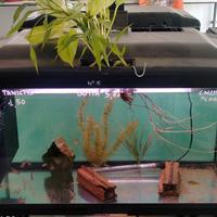 80 x 40 x h50 Cayman ferplast