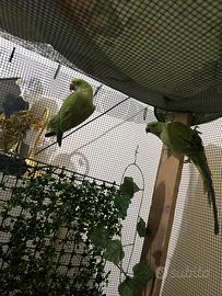 Coppia parrocchetti dal collare