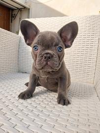 Cucciola bulldog francese blu