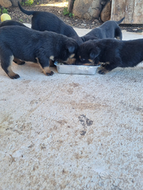 Cuccioli rottweiler