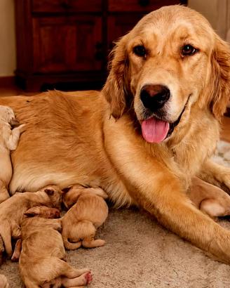 golden retriever con pedigree