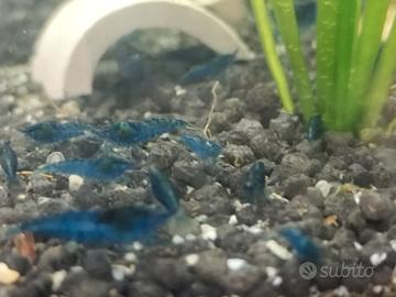 Neocaridine Blue Dream