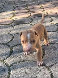 Cuccioli di Pitbull