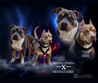 Cucciolo pitbull ukc tricolor