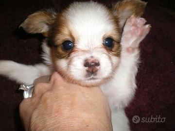chihuahua toy e volpino di Pomerania Toy 