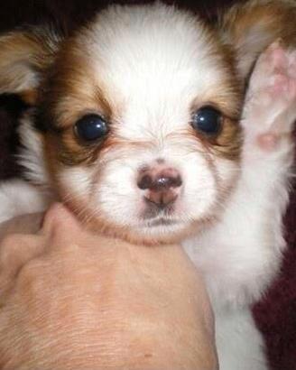 chihuahua toy e volpino di Pomerania Toy 