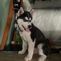 Cuccioli siberiani husky