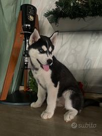 Cuccioli siberiani husky