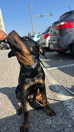 Vendocane