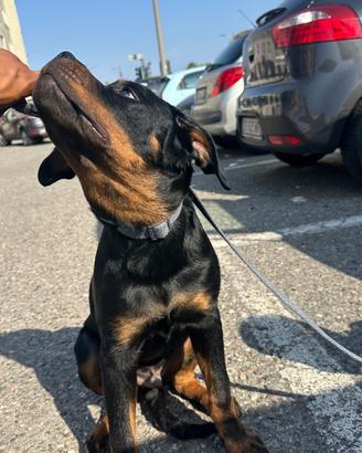 Vendocane