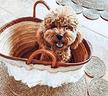 cuccioli-di-maltipoo-di-diverse-cucciolate