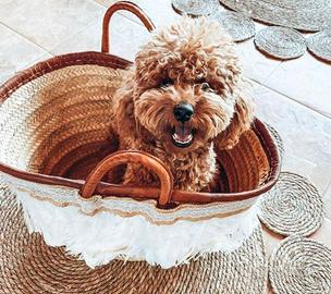 Cuccioli di maltipoo di diverse cucciolate