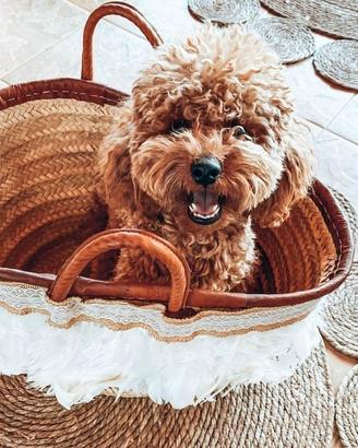 Cuccioli di maltipoo di diverse cucciolate