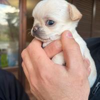 Cuccioli di chihuahua