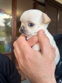 Cuccioli di chihuahua