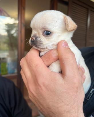 Cuccioli di chihuahua
