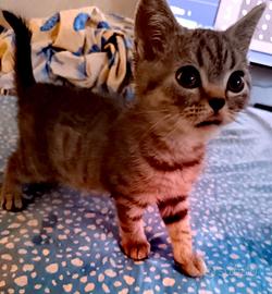 Cuccioli scottish straight