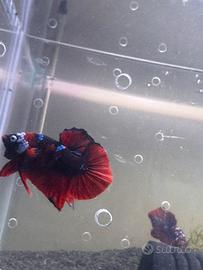 Betta HMPK