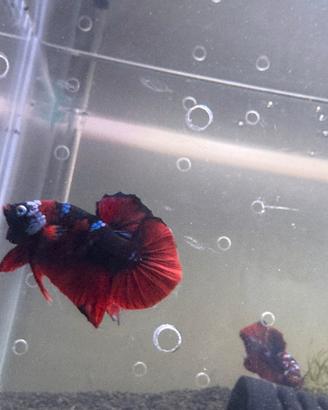 Betta HMPK