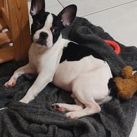 Cucciolo bulldog Francese maschio