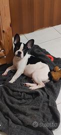 Cucciolo bulldog Francese maschio