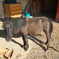 Pony olandese