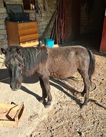 Pony olandese