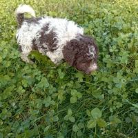 Lagotto romagnolo