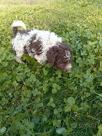 Lagotto romagnolo