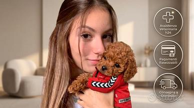 Barboncini-barboncino toy