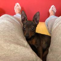 Maschio Pinscher Toy per coprire la mia mia Minù