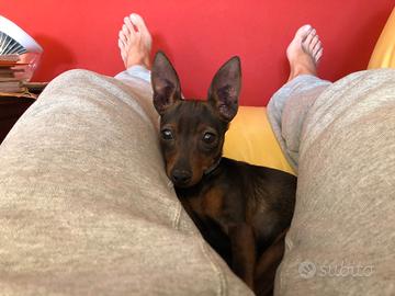 Maschio Pinscher Toy per coprire la mia mia Minù