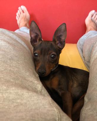 Maschio Pinscher Toy per coprire la mia mia Minù