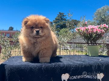 Chow chow femmina