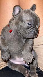 Bulldog francese