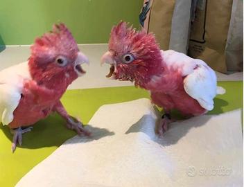 Cacatua Roseicapilla