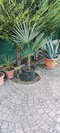 PALME