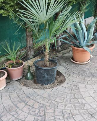 PALME