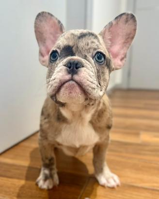 Cuccioli di Bulldog francese esotici linea ABKC