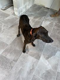 Cane da caccia
