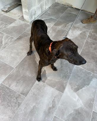 Cane da caccia