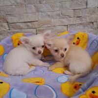 Cuccioli di chihuahua a pelo lungo