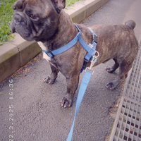 Bulldog Francese Per Accoppiamento