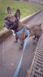 Bulldog Francese Per Accoppiamento