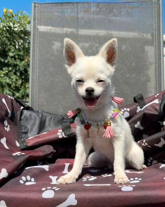 Chihuahua maschio