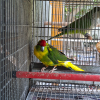 Kakariki
