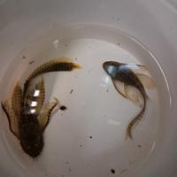 Ancistrus