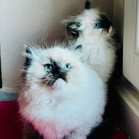 Gattini Ragdoll pura razza certificata pedigree